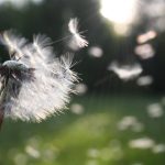 Moskitiery a alergie: jak pomagają w ochronie przed pyłkami i alergenami